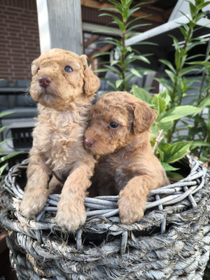 NANIES Hund im Training