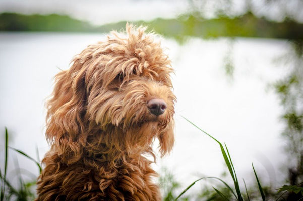 Hund in ruhiger Führung