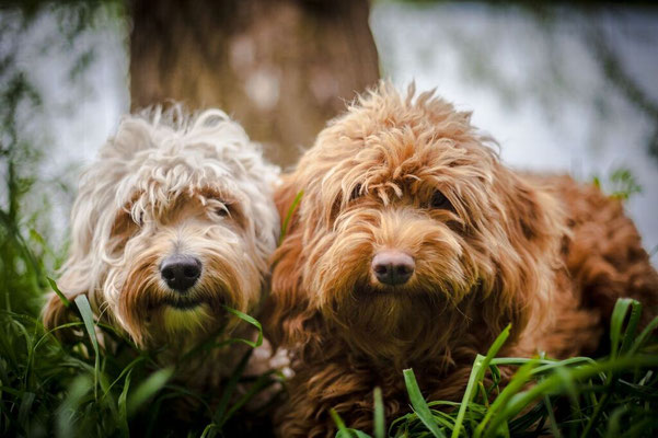 Mensch und Hund im Wald