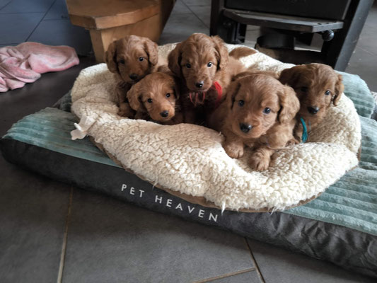 Teamarbeit Mensch Hund