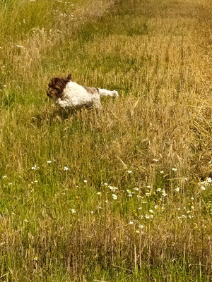 Hund zieht an der Leine