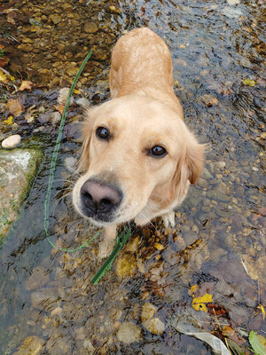 Hund kann nicht alleine bleiben