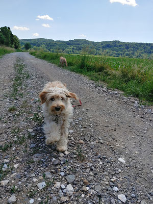 Stress bei Hundebegegnungen