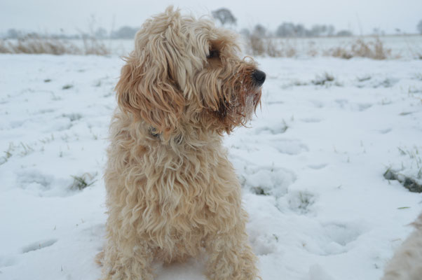 Videokurse mit klar aufgebautem Lernpfad